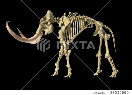 Woolly mammoth skeleton, realistic 3d 58036690