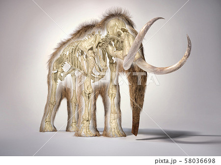 Woolly Mammoth With Skeleton Perspective Frontalのイラスト素材