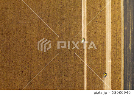 harvesting. machinery on the field mows wheat harvesting. machinery on the field mows wheat 58036946