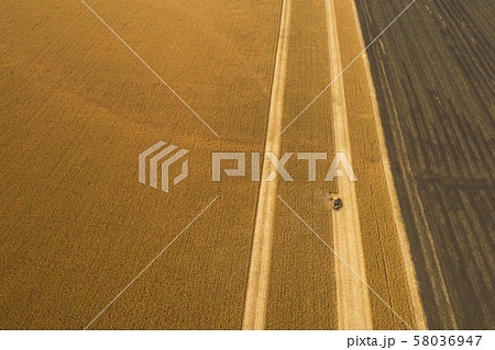 harvesting. machinery on the field mows wheat 58036947