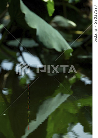 ヘラ浮き ヘラ釣り ヘラ浮き ヘラ釣り 58037537