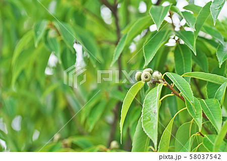 まだ小さいシラカシの実 まだ小さいシラカシの実 58037542