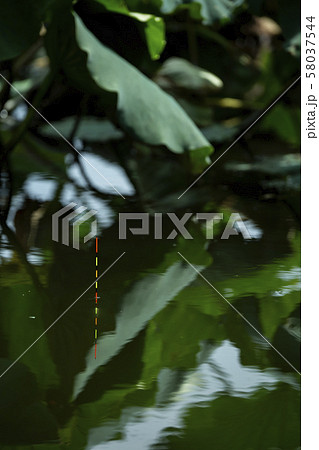 ヘラ浮き　ヘラ釣り 58037544