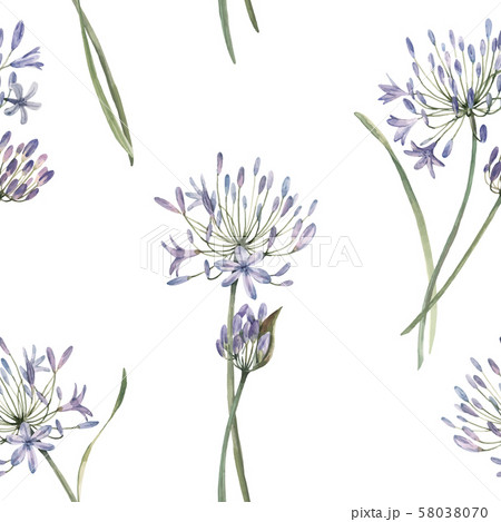 Watercolor allium vector seamless pattern 58038070