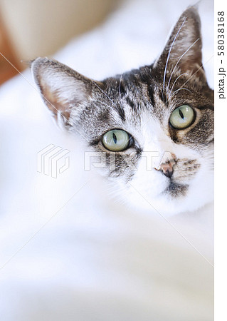 ベッドの上でこちらをじーっと見つめるハチワレ鯖トラ猫 58038168