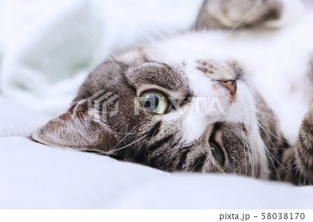 ベッドで寝転がるサバトラ猫の写真 ベッドで寝転がるサバトラ猫の写真 58038170