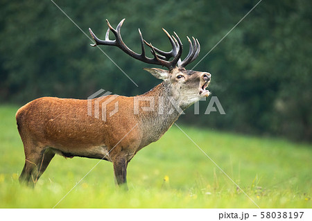 Red deer stag with massive dark antlers roaring in rutting season Red deer stag with massive dark antlers roaring in rutting season 58038197