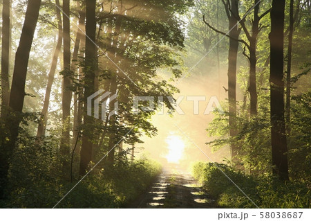 Dirt road through the spring forest on a misty sunny morning Dirt road through the spring forest on a misty sunny morning 58038687