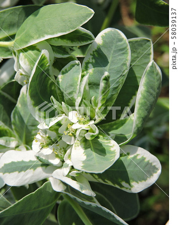 ハツユキソウ ハツユキソウ 58039137