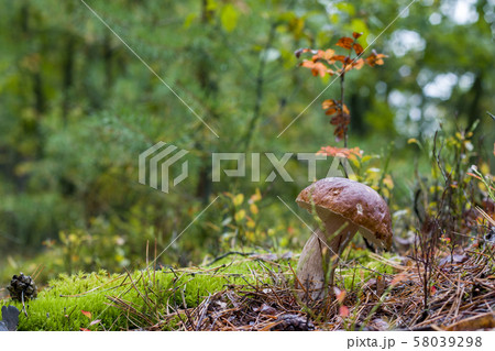 autumn cep mushroom grow autumn cep mushroom grow 58039298