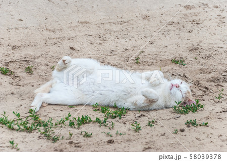 White cat depicts a dying victim White cat depicts a dying victim 58039378