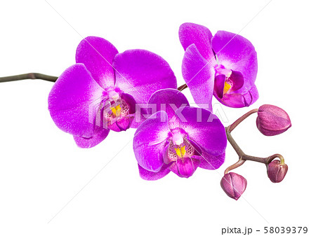 Orchid isolated on white Orchid isolated on white 58039379