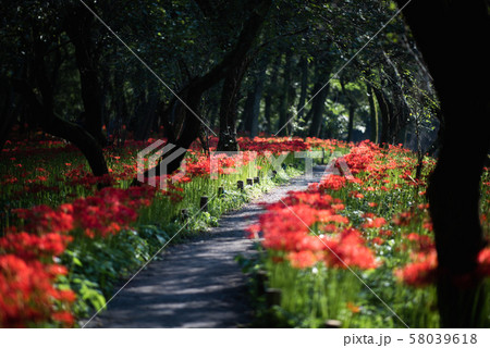 巾着田の曼殊沙華 58039618
