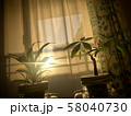 朝日を浴びる観葉植物 58040730