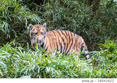 多摩動物公園 アムールトラの子ども 58041622