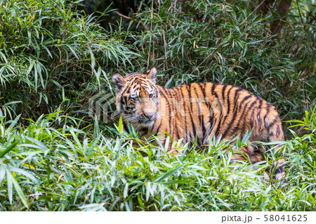 多摩動物公園 アムールトラの子ども 58041625