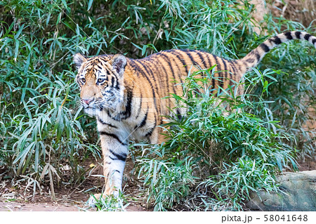 多摩動物公園 アムールトラの子ども 58041648
