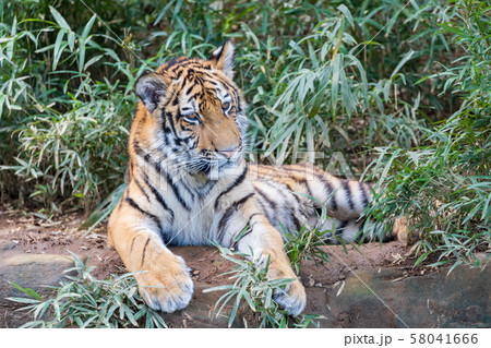 多摩動物公園 アムールトラの子ども 多摩動物公園 アムールトラの子ども 58041666