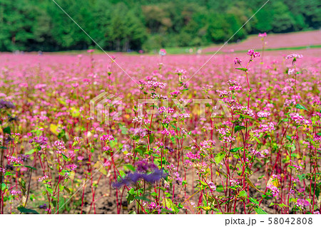 赤そばの花　【長野県】 58042808