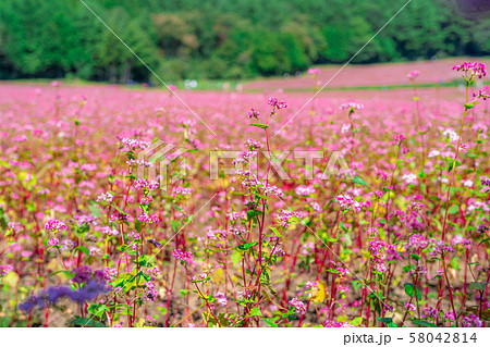 赤そばの花 【長野県】 赤そばの花 【長野県】 58042814