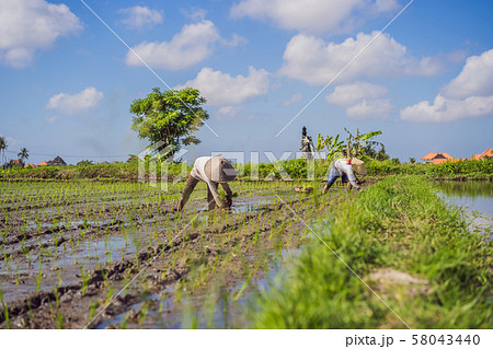 The Farmer planting on the organic paddy rice farmland The Farmer planting on the organic paddy rice farmland 58043440