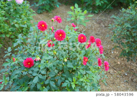 ダリアの花 ダリアの花 58043596