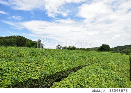 比良の丘と茶畑  58043678