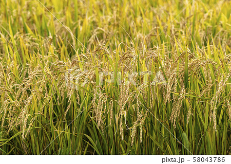 豊作の稲作 豊作の稲作 58043786