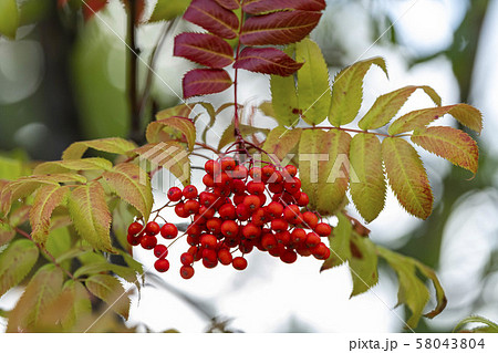 ナナカマドの実の写真素材