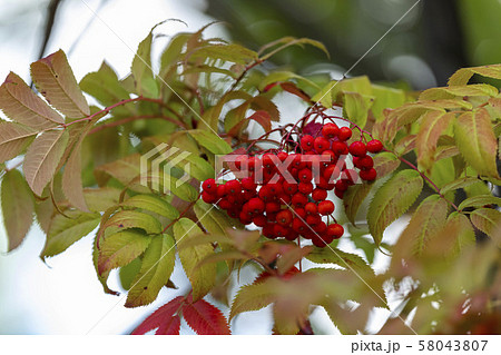 ナナカマドの実の写真素材