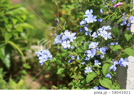 ルリマツリの花 ルリマツリの花 58043921