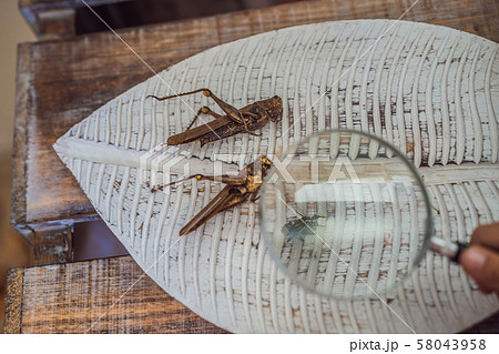 A boy is studying a grasshopper in a magnifying glass. Natural learning concept 58043958