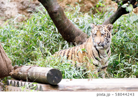 多摩動物公園 アムールトラの子ども 58044243