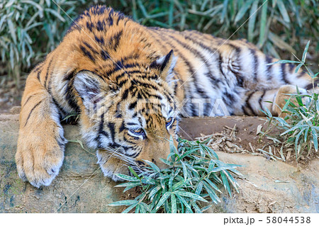 多摩動物公園 アムールトラの子ども 多摩動物公園 アムールトラの子ども 58044538