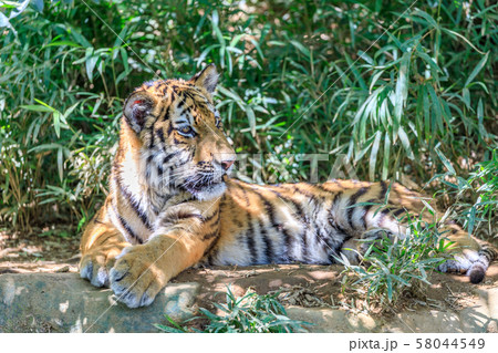 多摩動物公園 アムールトラの子ども 多摩動物公園 アムールトラの子ども 58044549