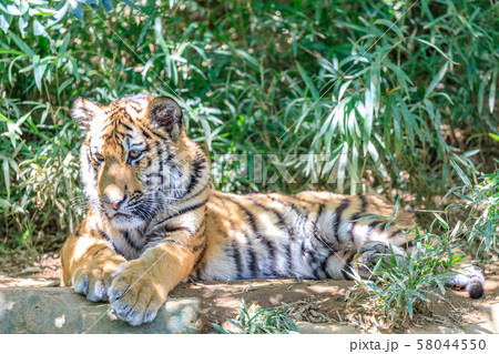多摩動物公園 アムールトラの子ども 58044550