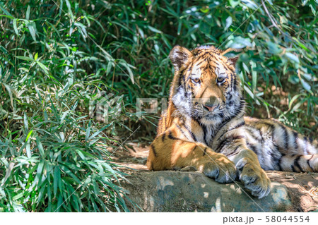 多摩動物公園 アムールトラの子ども 多摩動物公園 アムールトラの子ども 58044554