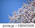 春満開 58045006