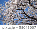 桜咲く 58045007