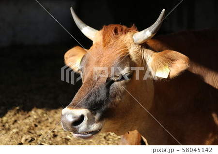 ジャージー牛 58045142