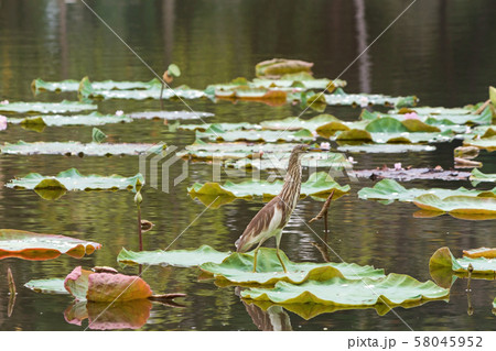Bird stands on lotus leaf. Bird stands on lotus leaf. 58045952