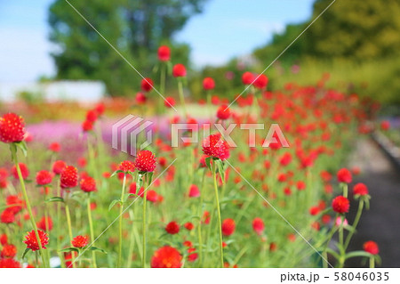 センニチコウの花 58046035