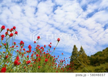 センニチコウの花 センニチコウの花 58046037