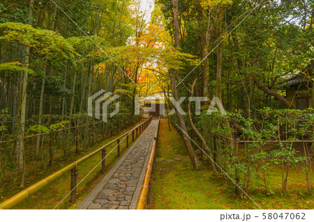 京都紫野・高桐院の紅葉 京都紫野・高桐院の紅葉 58047062