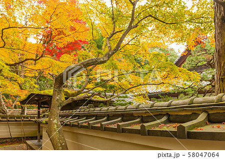 京都紫野・高桐院の紅葉 京都紫野・高桐院の紅葉 58047064