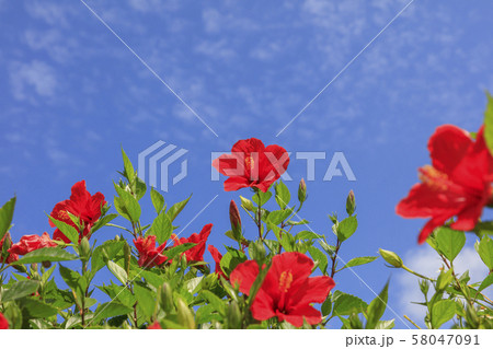 秋空の石垣島に咲く花 - ハイビスカス 秋空の石垣島に咲く花 - ハイビスカス 58047091