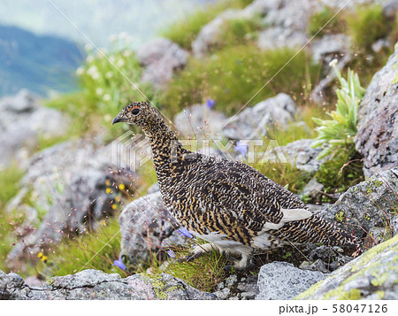 ライチョウ雌と高山植物 58047126