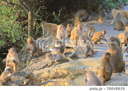 Monkey at hong kong, Kam Shan Country Park 2019 Monkey at hong kong, Kam Shan Country Park 2019 58048639