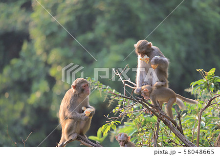 Monkey at hong kong, Kam Shan Country Park 2019 Monkey at hong kong, Kam Shan Country Park 2019 58048665