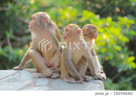 Monkey at hong kong, Kam Shan Country Park 2019 Monkey at hong kong, Kam Shan Country Park 2019 58048680